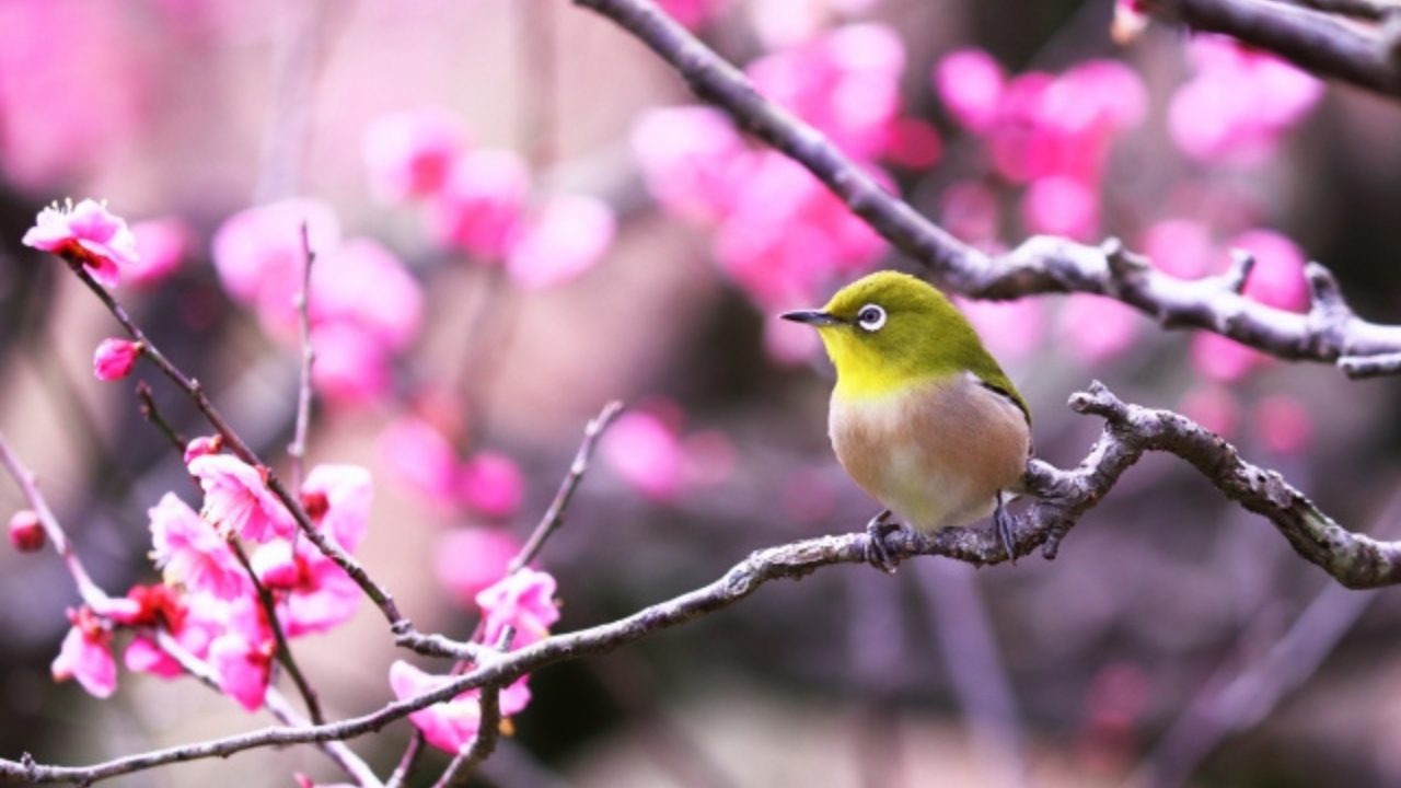 50代のための季節のデート情報 1月 「梅の花を見に行きませんか？」